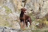 DOBERMANN 419